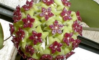 绿花紫芯的玉桂球兰