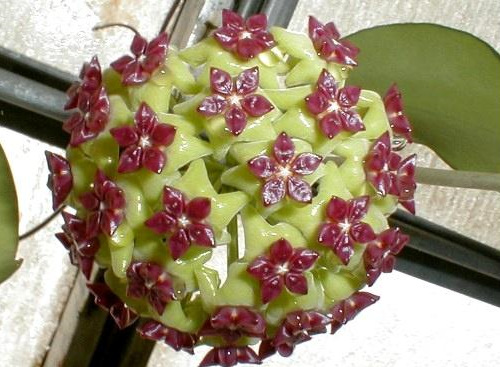玉桂球兰 Hoya cinnamomifolia