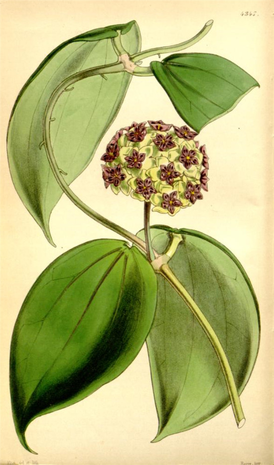 玉桂球兰 Hoya cinnamomifolia
