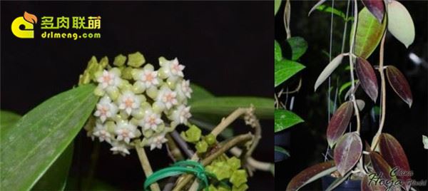 Hoya cinnamomifolia alba