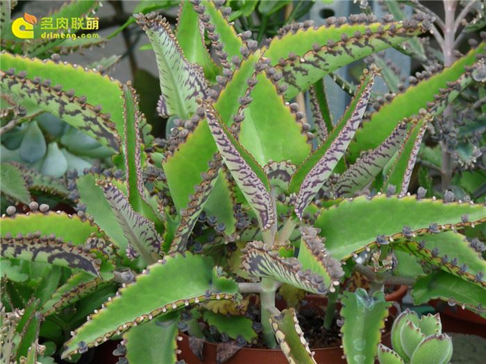 大叶虎纹落地生根 Kalanchoe daigremontiana