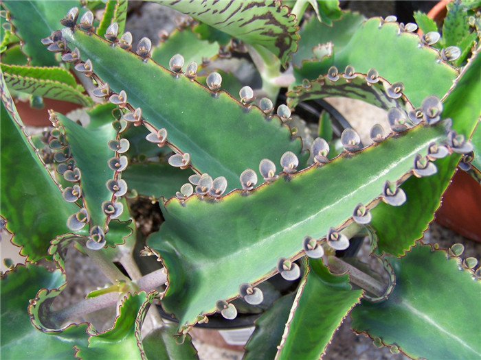 大叶虎纹落地生根 Kalanchoe daigremontiana