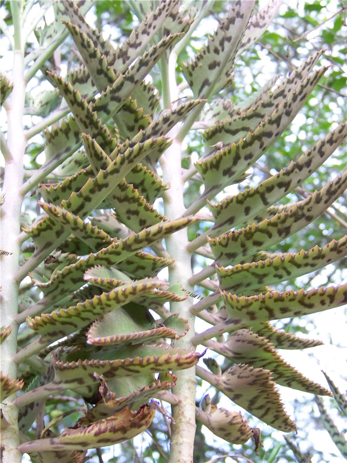 大叶虎纹落地生根 Kalanchoe daigremontiana