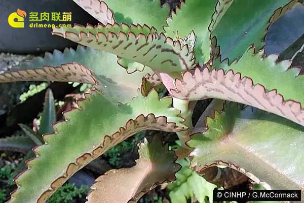 大叶虎纹落地生根 Kalanchoe daigremontiana