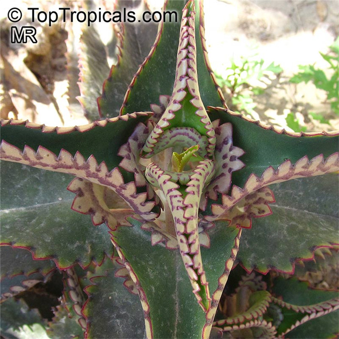 大叶虎纹落地生根 Kalanchoe daigremontianum