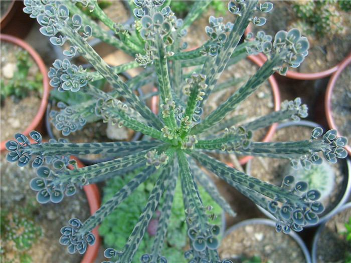 锦蝶/棒叶不死鸟  Kalanchoe delagoensis