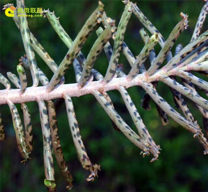 锦蝶/棒叶不死鸟  Kalanchoe delagoensis