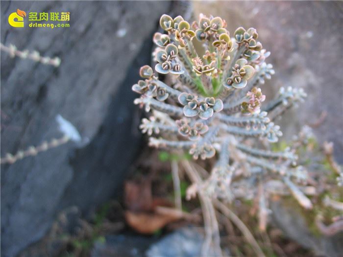 锦蝶/棒叶不死鸟  Kalanchoe delagoensis