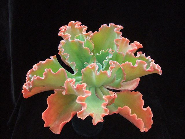 Echeveria 'Moon Goddess'