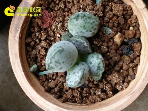 海豹 Adromischus Cooperi v. Festivus