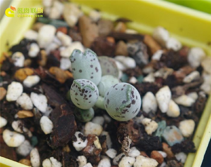 海豹 Adromischus Cooperi v. Festivus