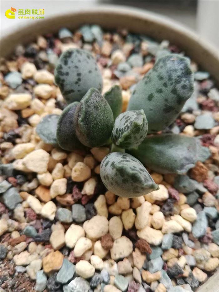 海豹 Adromischus Cooperi v. Festivus