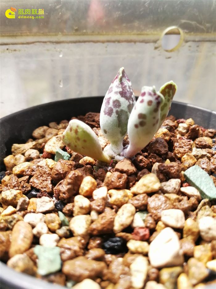 海豹 Adromischus Cooperi v. Festivus