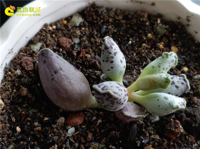 海豹 Adromischus Cooperi v. Festivus