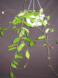 反瓣球兰 Hoya clemensiorum