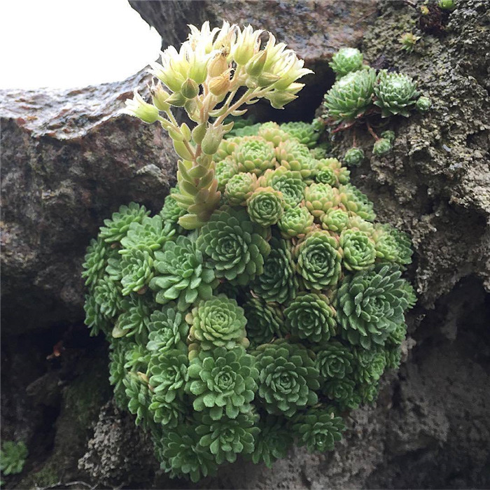 多肉植物的各种爆盆