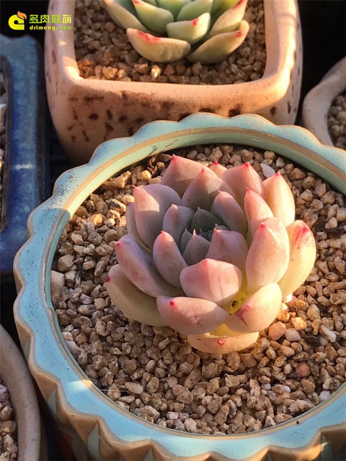 阿尔巴佳人 Echeveria Alba Beauty