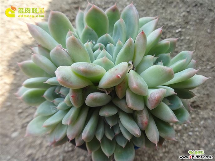 阿尔巴佳人 Echeveria Alba Beauty