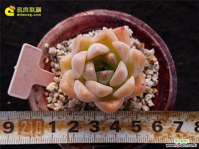 阿尔巴佳人 Echeveria Alba Beauty