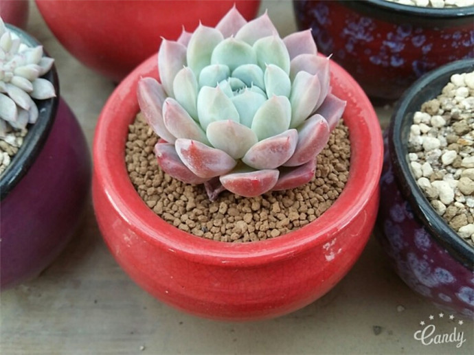 粉色系多肉植物阿尔巴佳人 Echeveria Alba Beauty