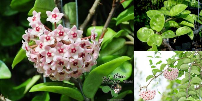 克林克球兰 Hoya carnosa var.Krinkle