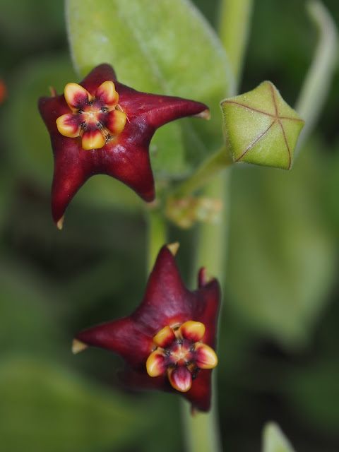  Hoya madulidii 