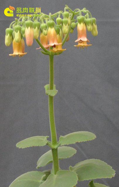 毛落地生根 Kalanchoe pubescens