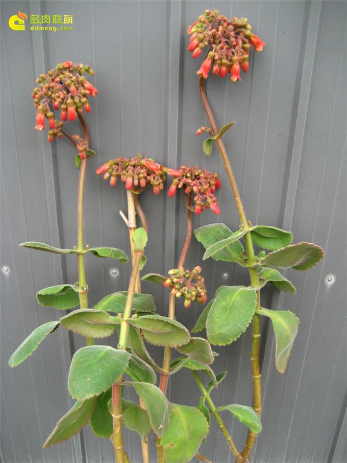 毛落地生根 Kalanchoe pubescens