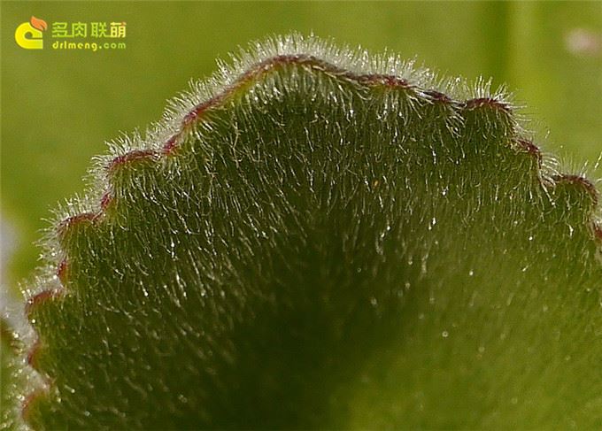 毛落地生根 Kalanchoe pubescens