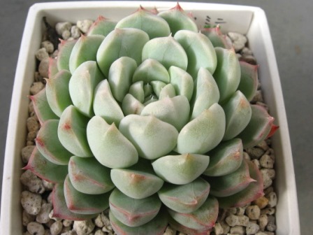 阿尔巴美尼 Echeveria albamini