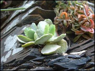 姆河天章 Adromischus cristatus var. mzimvubuensis