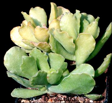 姆河天章 Adromischus cristatus var. mzimvubuensis