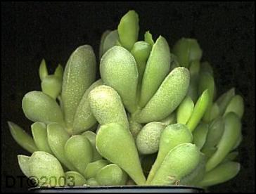 姆河天章 Adromischus cristatus var. mzimvubuensis