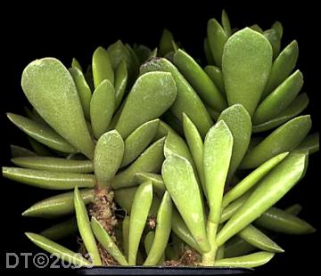 姆河天章 Adromischus cristatus var. mzimvubuensis
