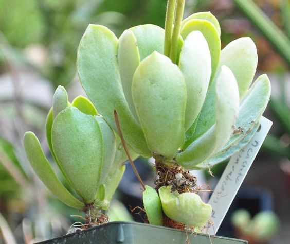 姆河天章 Adromischus cristatus var. mzimvubuensis