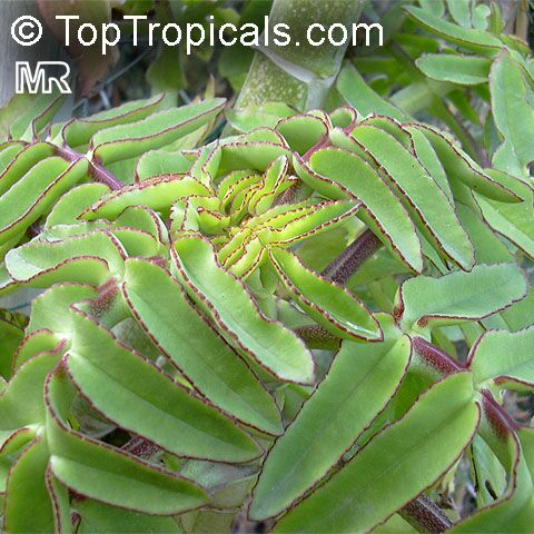 四方蜻蜓 Kalanchoe prolifera