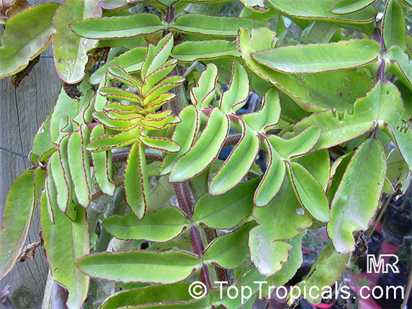 四方蜻蜓 Kalanchoe prolifera