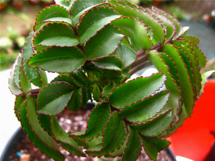 四方蜻蜓 Kalanchoe prolifera