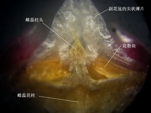 球兰花花心里的秘密