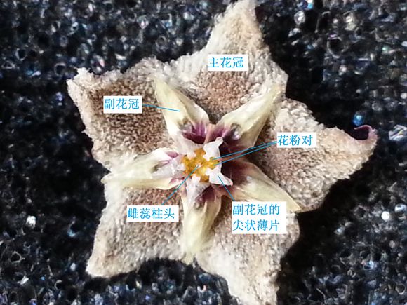 球兰花凋谢后打开的花心