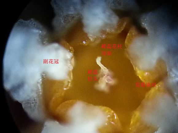 球兰花凋谢后打开的花心