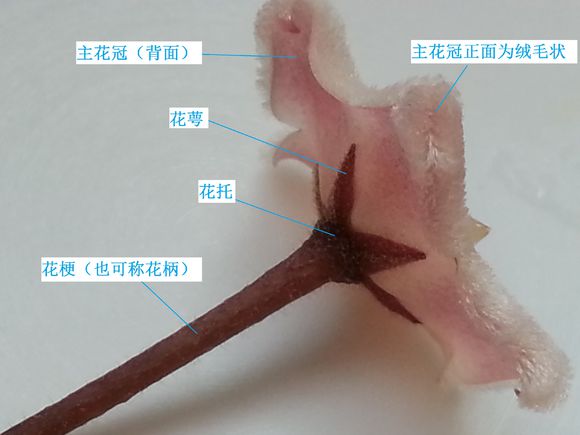 球兰花的背面结构及花蕾