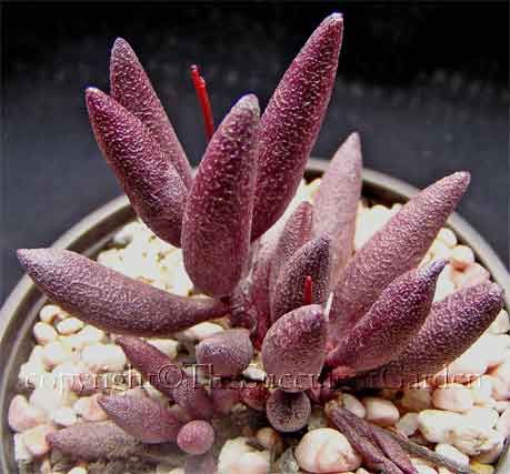 血红玛丽安 Adromischus marianae 'Red Mutation'