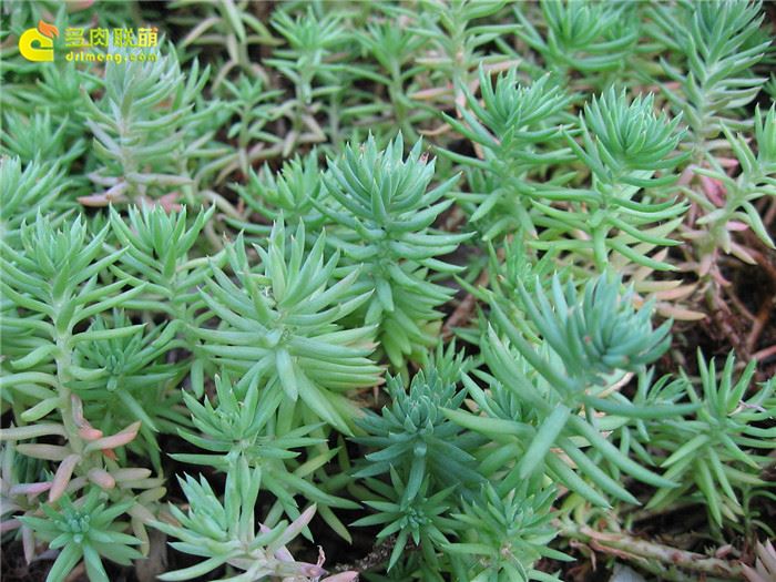 逆弁庆草 Sedum reflexum