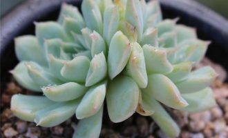 星影桑切斯