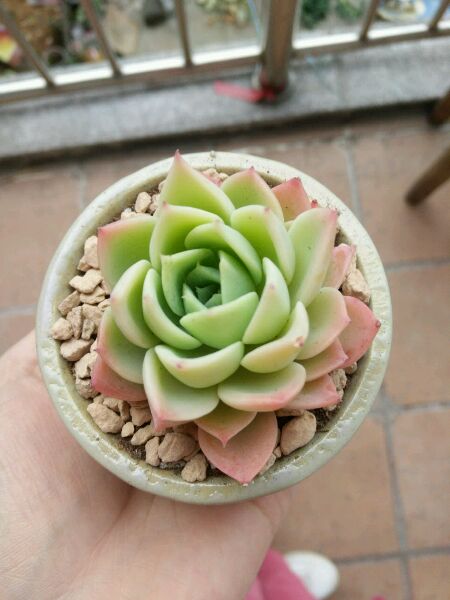 三色堇 Echeveria Pansy