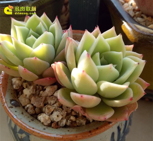 三色堇 Echeveria Pansy