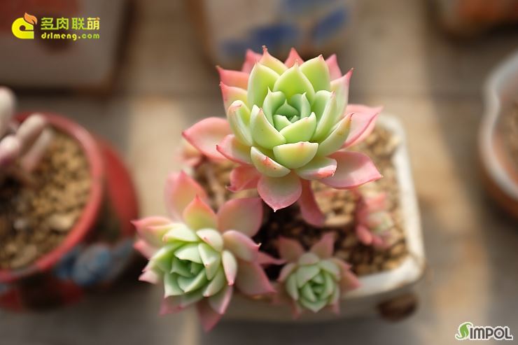 三色堇 Echeveria Pansy