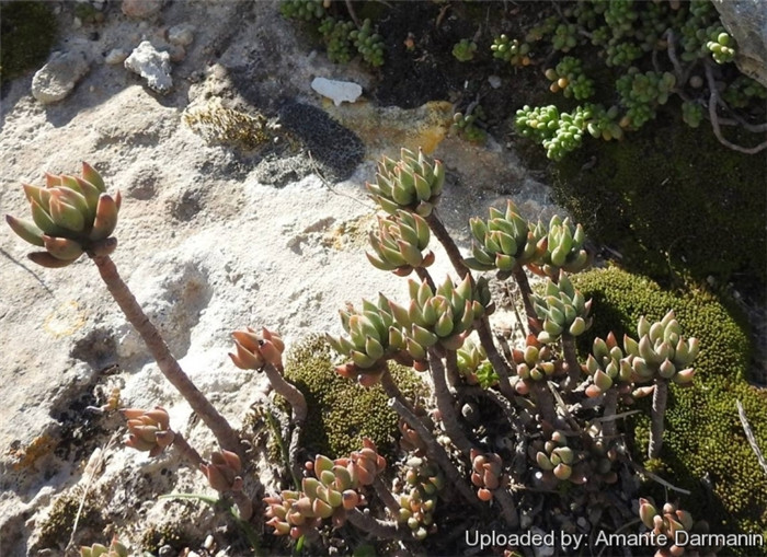 塔松 Sedum sediforme