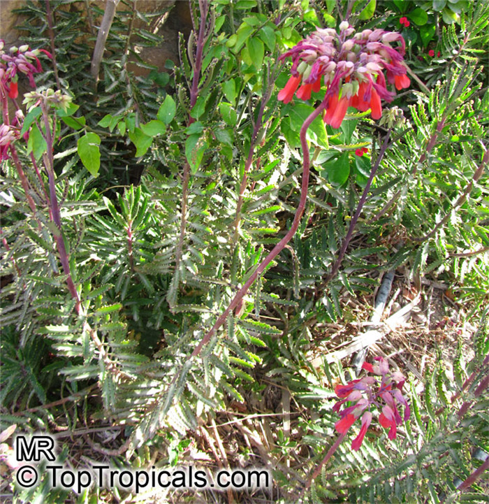 小叶虎纹落地生根 Kalanchoe serrata